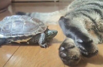 小雪ちゃんに怒られて首を引っ込める軍曹くん