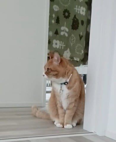 たまによそ見しつつも飼い主さんを待つ