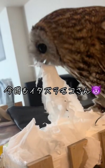 投稿動画のワンシーン