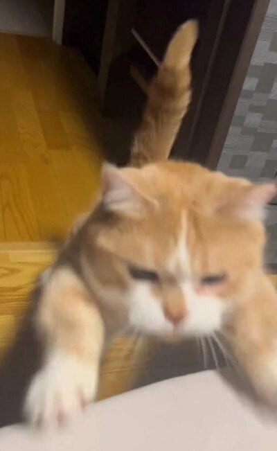 突然飛び掛かってくる虎太郎くん