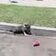 猛暑のなか路上に捨てられていた仔犬を救助、新たな家族のもとで幸せをつかむ姿に応援の声