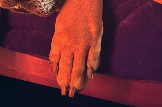 「人間の指かと」飼い主より指長な犬が話題「ピアニスト」の声