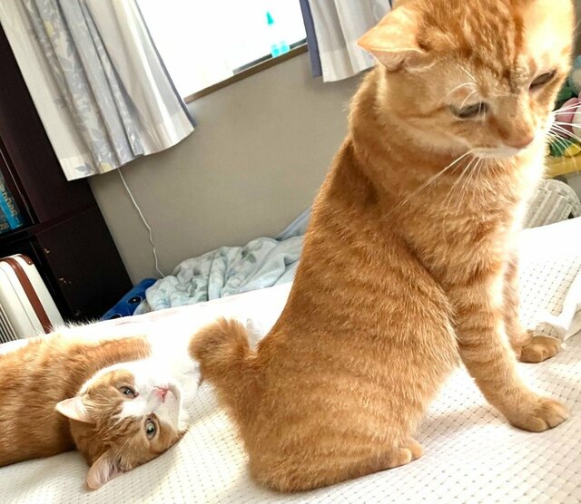 「お前柔らかいな…」アクロバティックに毛づくろいをする元保護猫を見つめる猫のシュールな視線に笑ってしまう