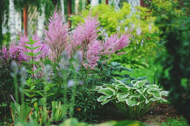 【お金をかけない日陰の庭づくり】1苗でも「植えっぱなし」で大きく育つ！おしゃれな〈多年草9選〉