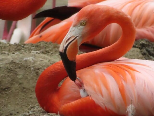 【神戸市立王子動物園】「ミルクが赤い？」貴重！フラミンゴが真っ赤な「フラミンゴミルク」を授乳している瞬間を撮影（兵庫県）
