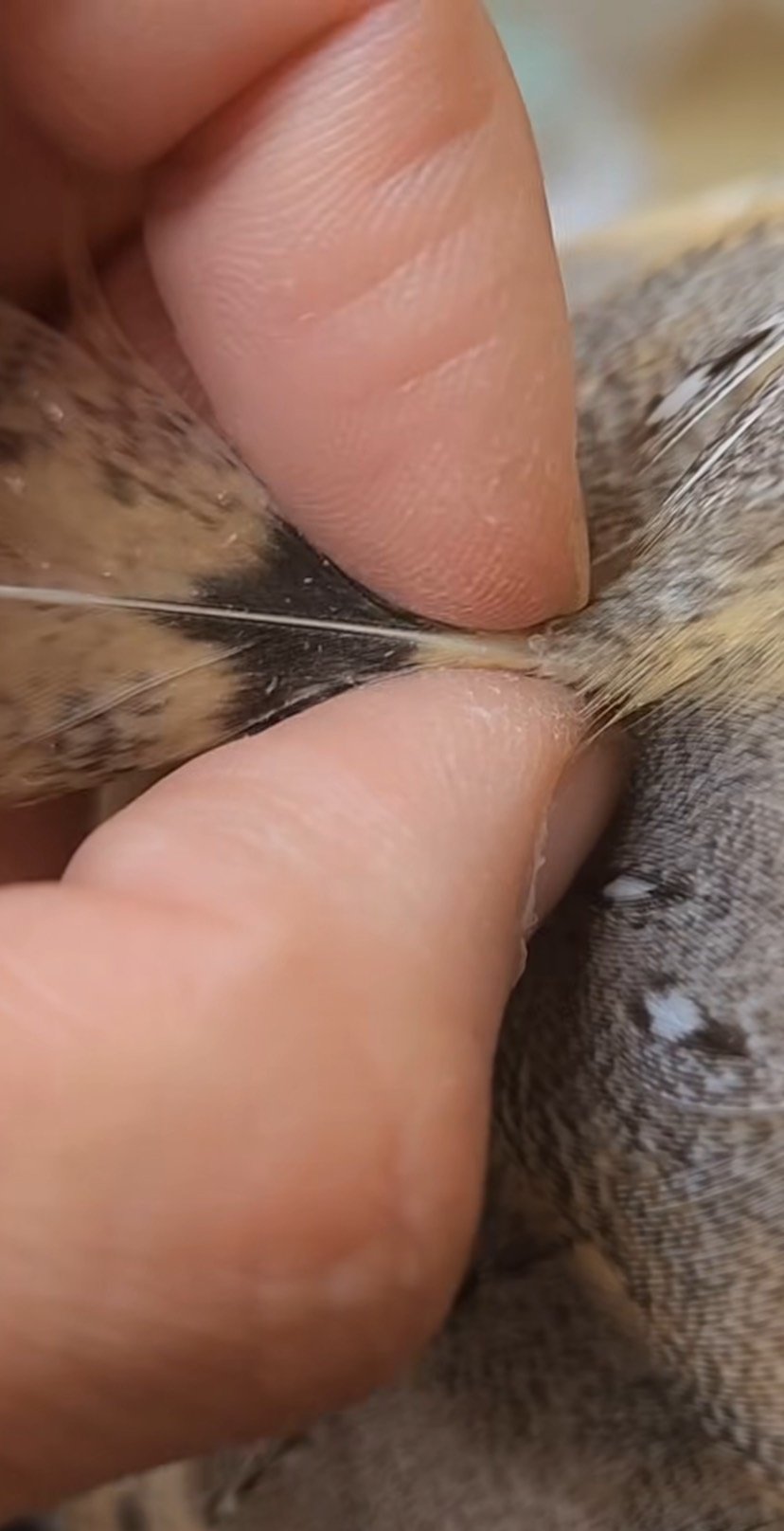 出所：@miki4wan108