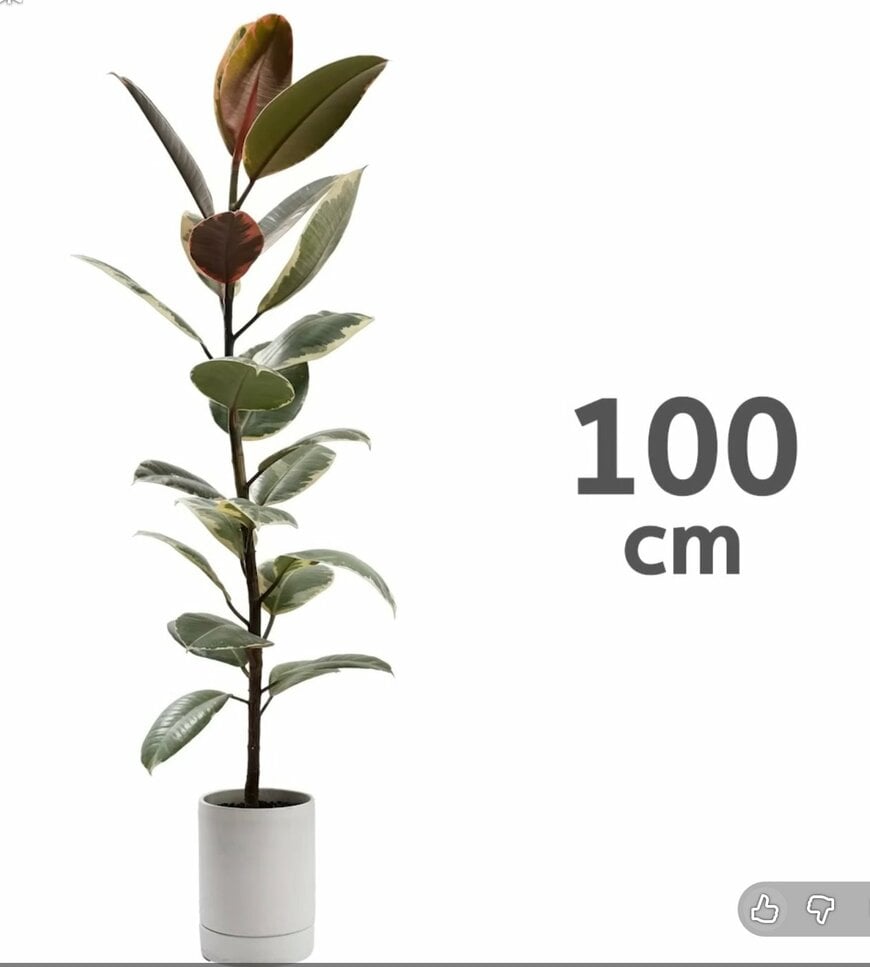 @kumapan「100円フィカスはどこまで育つ？3年間育てた結果」