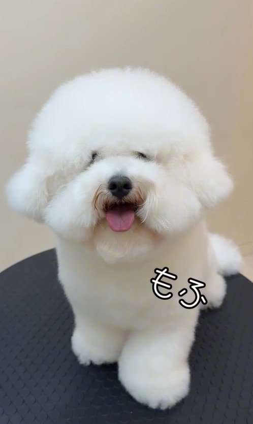 出所:misaki(@dogsalon_ma_cherie)