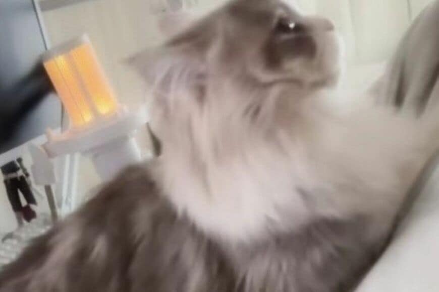 「飼い主の上に乗りたい」甘えん坊猫のチャレンジ→悶絶必至のかわいさに思わず二度見