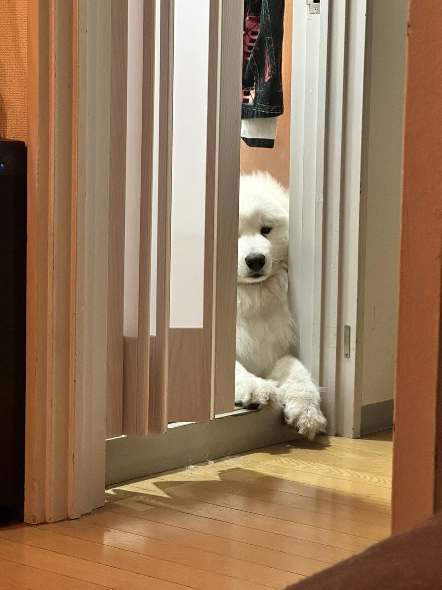 出所：@samoedsoran