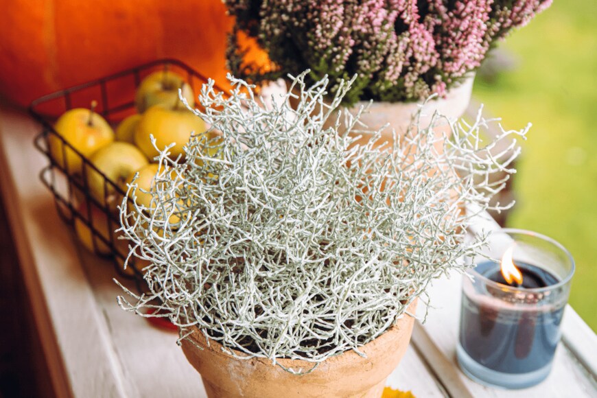 FotoHelin/shutterstock.com