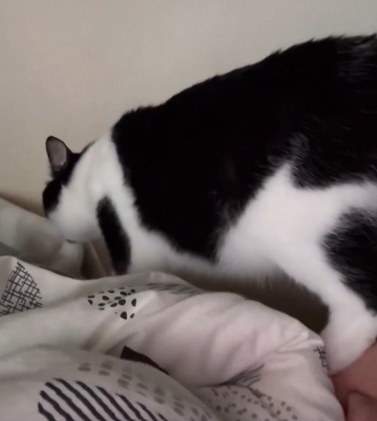 出所：@00shitemita