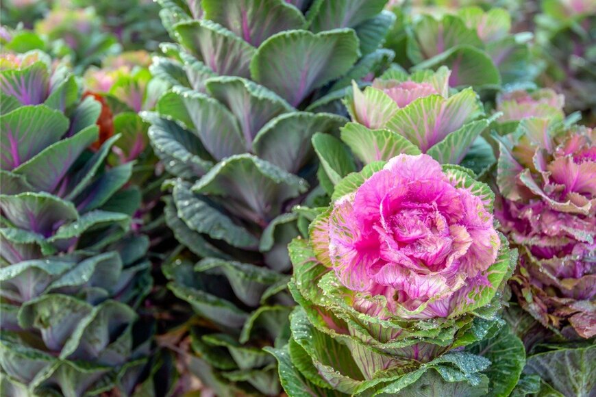 RuudMorijn/istockphoto.com