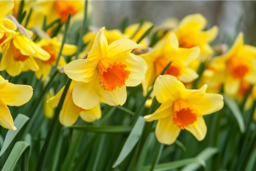 Kurt Vansteelant/Shutterstock.com