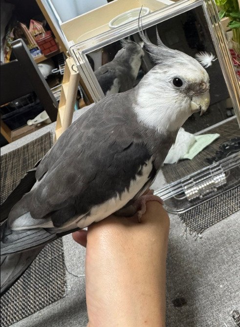 出所：@hira_rin614