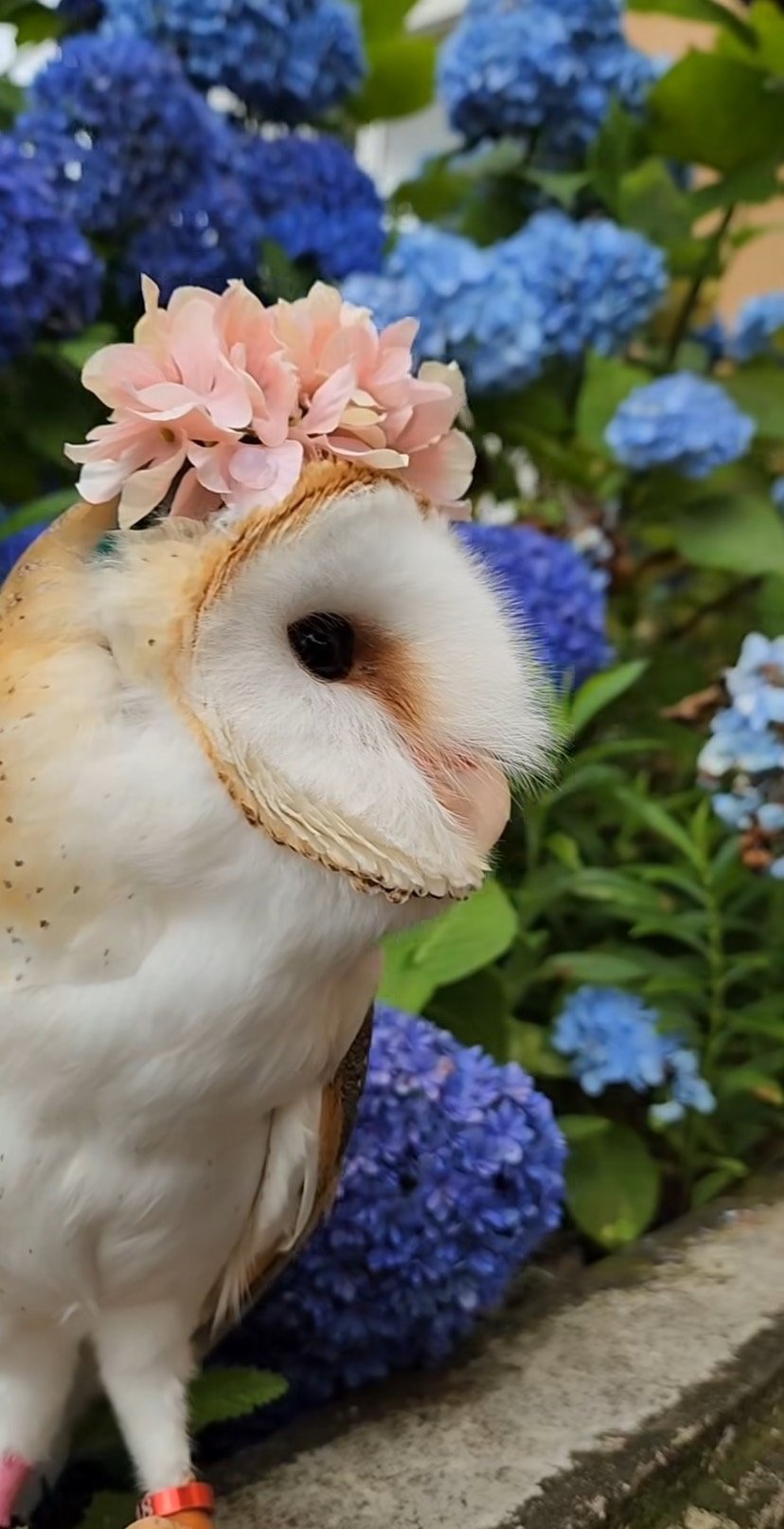 出所：@miki4wan108