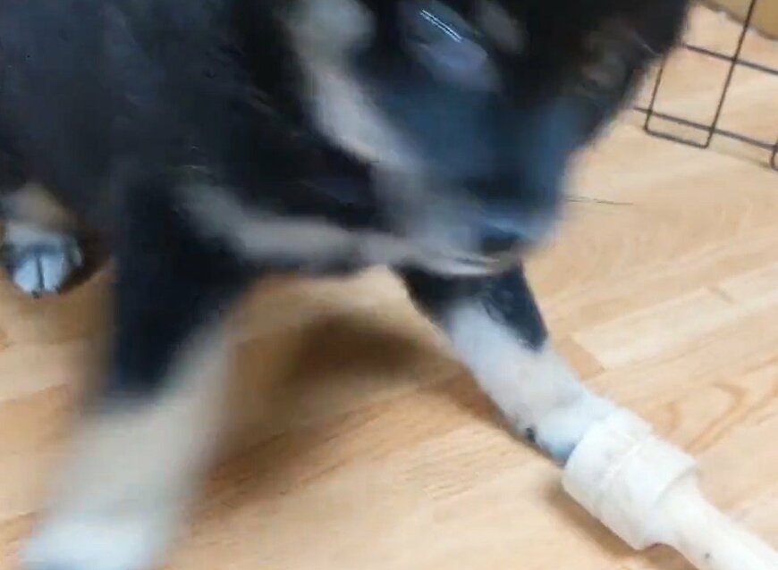 出所：@BLshiba_tensuke