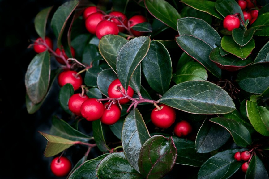 Gaultheria procumbens/istockphoto.com