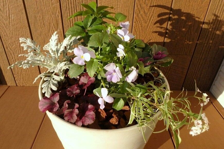 寒さに強い植物6種で「うちの玄関先を彩る寄せ植えづくり」冬でもできる作り方のコツ＆育て方