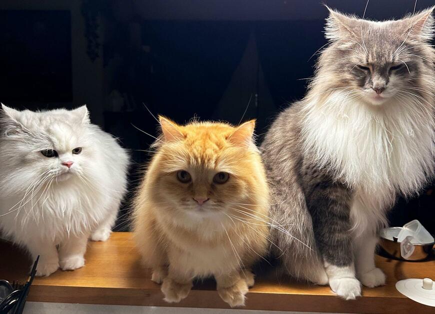 出所：@NEKOLAND13