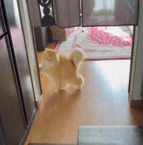 出所：@NEKOLAND13