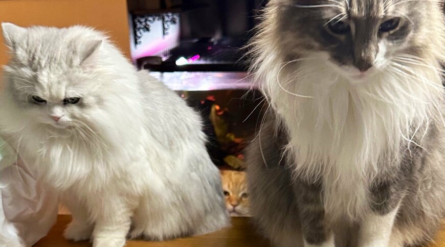 出所：@NEKOLAND13