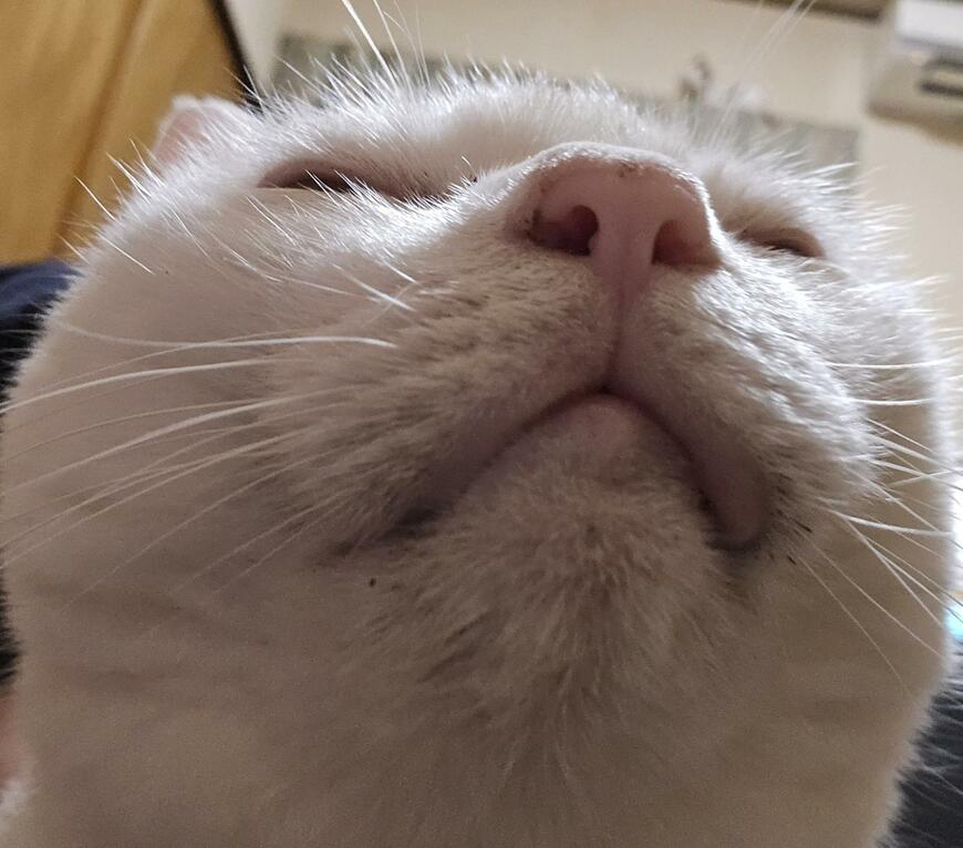 布団で寝転がっていた飼い主の隣に来た猫ちゃんの“至福の表情”に注目！甘える姿にほっこり