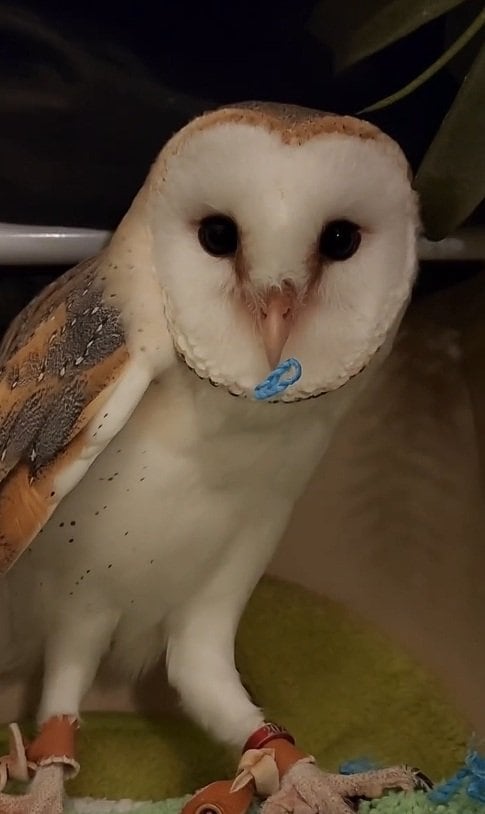 出所：@miki4wan108