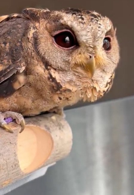 出所：@purinon2929k