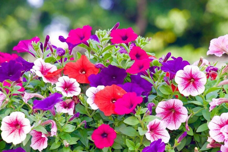 Lokendra Bahadur Bist/shutterstock.com