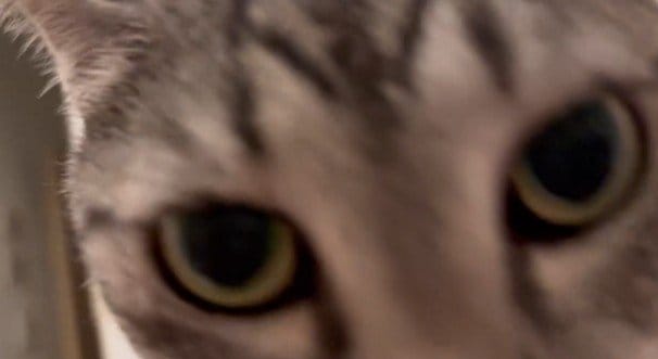 出所：@totomaru_hanmi