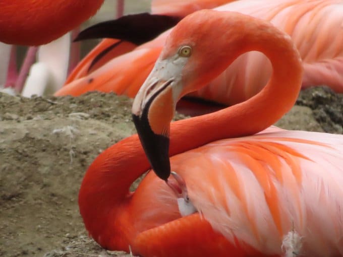 【神戸市立王子動物園】「ミルクが赤い？」貴重！フラミンゴが真っ赤な「フラミンゴミルク」を授乳している瞬間を撮影（兵庫県）