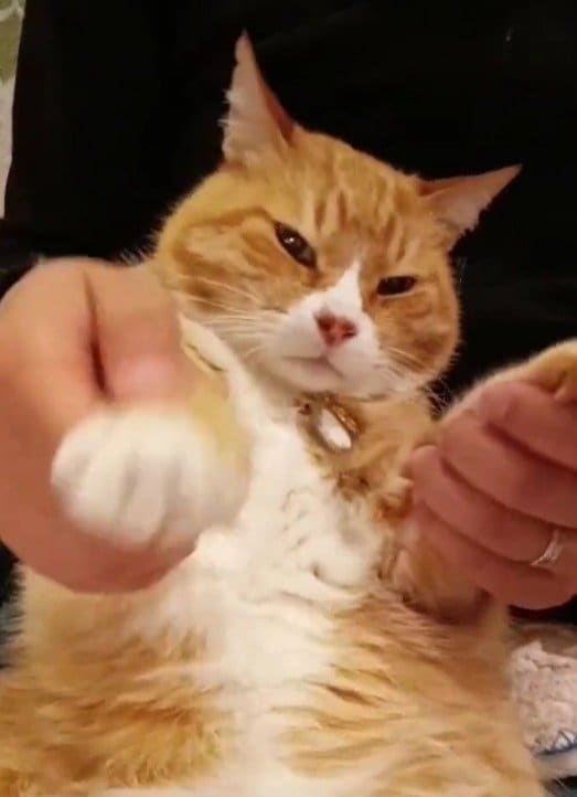 出所：＠torakichicorporation