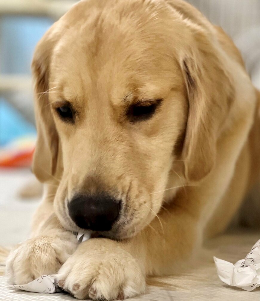 出所：@pu_channeldesu