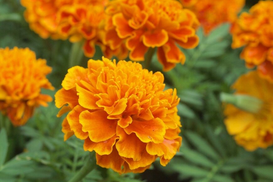 マリーゴールド　paisan191/istockphoto.com