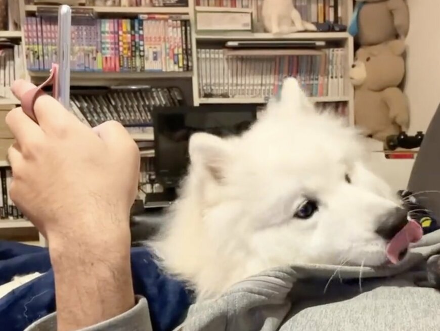 出所：@samoedsoran