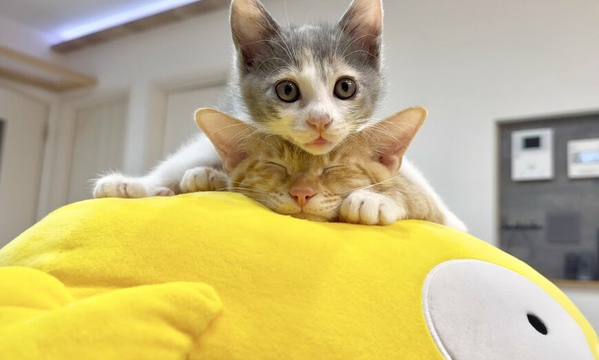 出所:@omochi_nam01