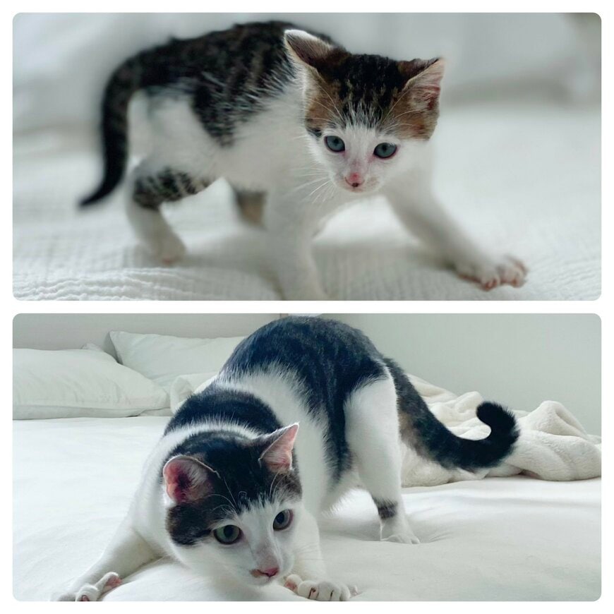 出所：@Saeroyi_cat