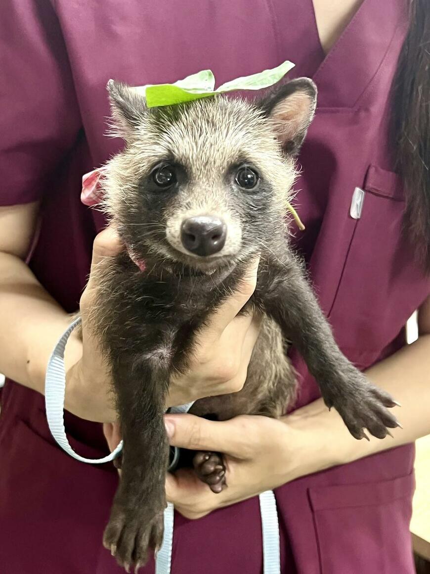 出所：@Tanuki_Mum