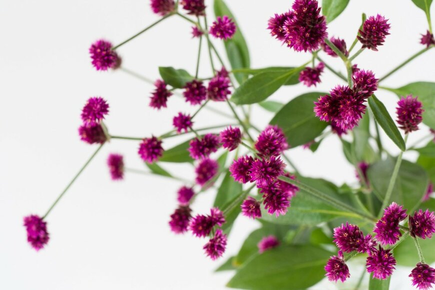 F_studio/shutterstock.com