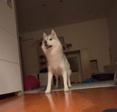 出所：@Livewithhusky