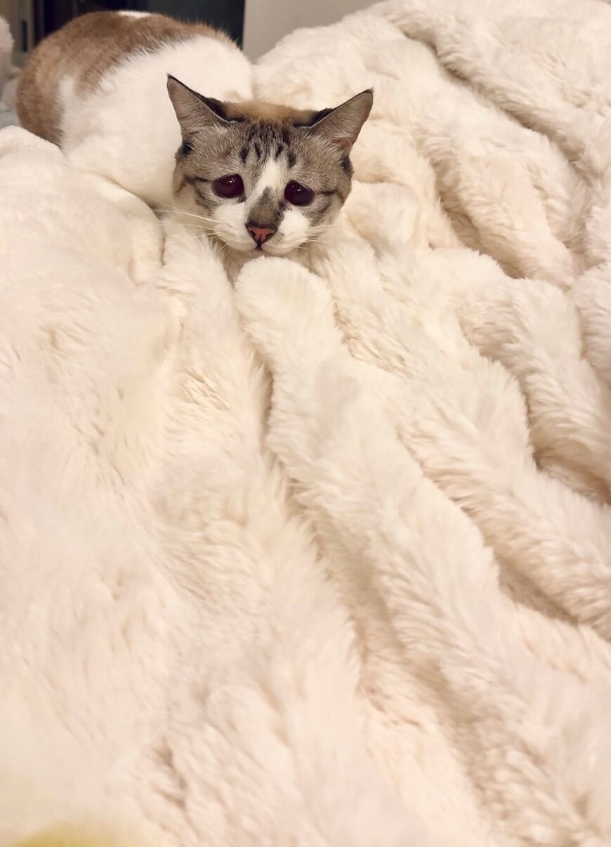 出所：@piennekomint