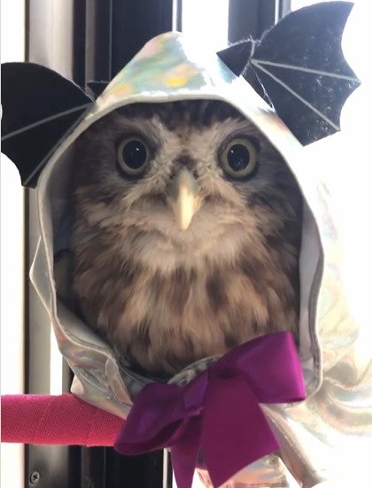 「フクロウ」が「コウモリ」に変身!? 兄猫の〈お下がり衣装〉を着てみたら……ミステリアスな姿に思わず二度見