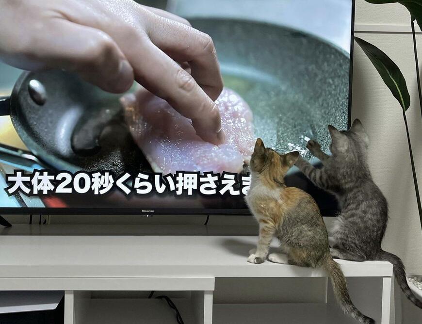 料理動画「だいたい20秒押さえます」子猫「押さえるニャ」二匹のまさかすぎる行動にホッコリ！