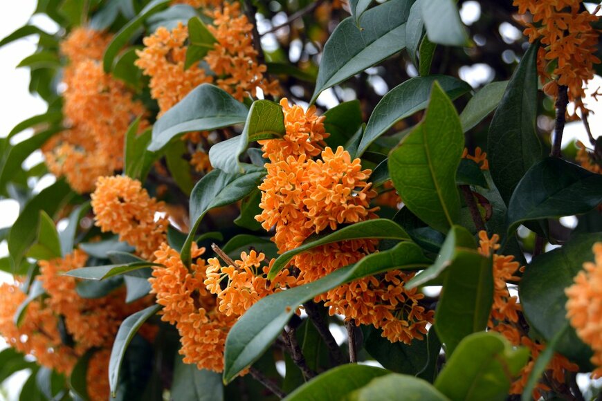 【ガーデニング】芳香が魅力のオススメ低木＆高木10選、美しい花と香りが楽しめる庭のシンボルツリーに