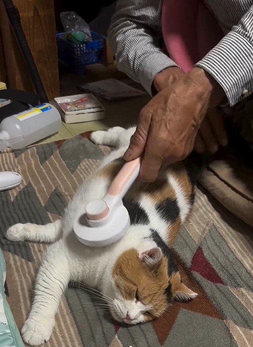 ブラッシングされる猫