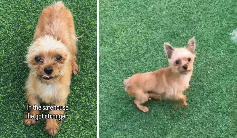 出所：<u><a href="https://www.instagram.com/reel/DcN7KvdKgjR/" target="_blank">@savingharbindogs</a></u>