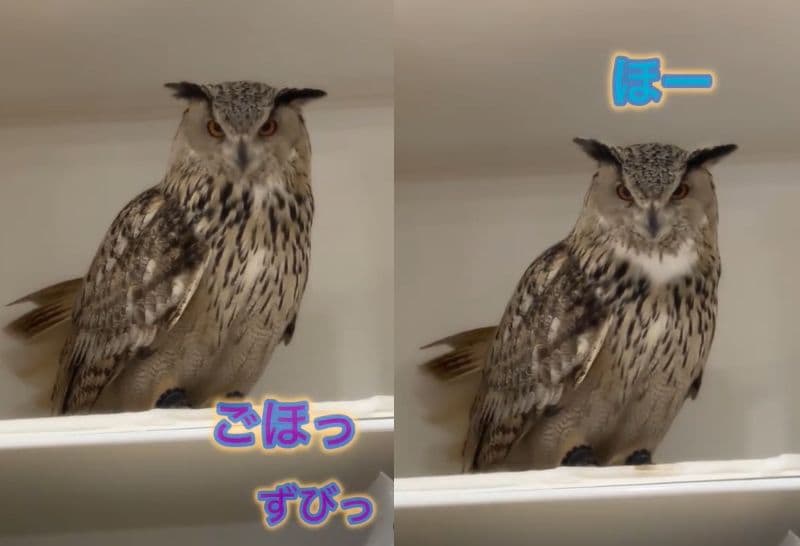 投稿動画のワンシーン