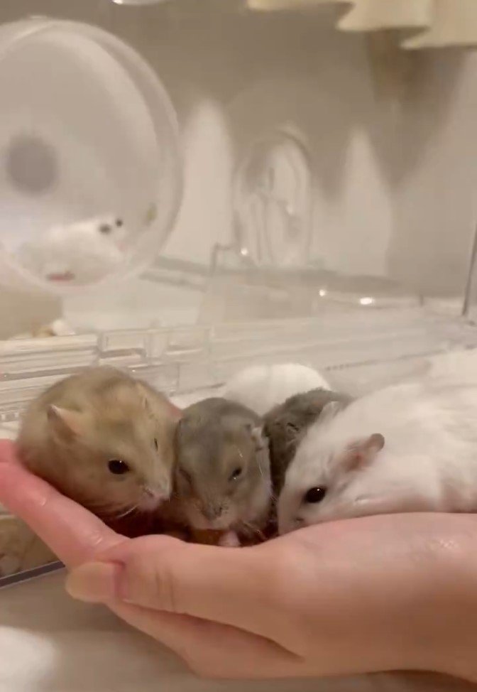 ハムスターが渋滞