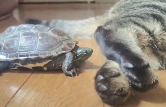 小雪ちゃんに怒られて首を引っ込める軍曹くん